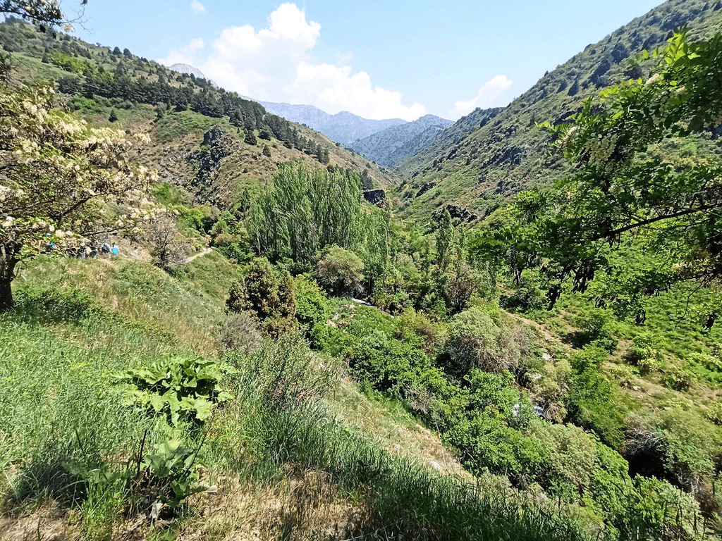 Sukok o‘rmoni — 1 kunlik sayohat (Toshkentdan) — photo 3 of 4