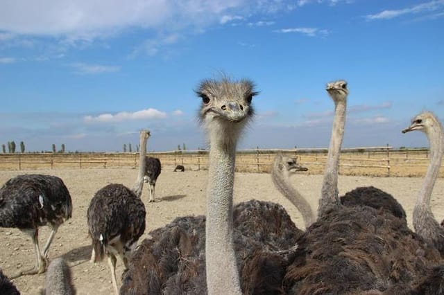 Страусиная ферма — семейный тур на 1 день