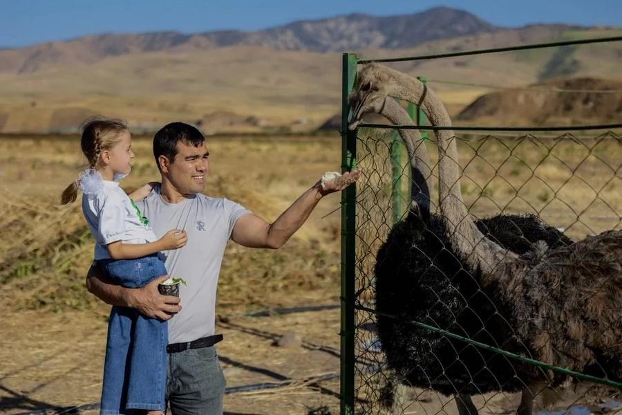 Ostrich Farm — 1 Day Family Tour — photo 2 of 4