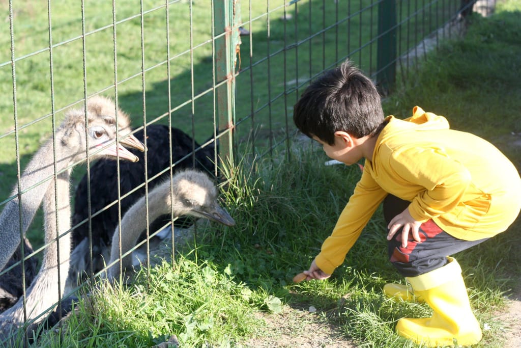 Ostrich Farm — 1 Day Family Tour — photo 3 of 4