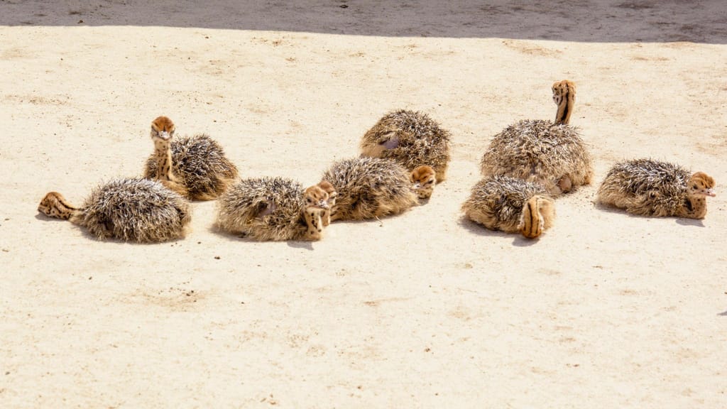 Ostrich Farm — 1 Day Family Tour — photo 4 of 4