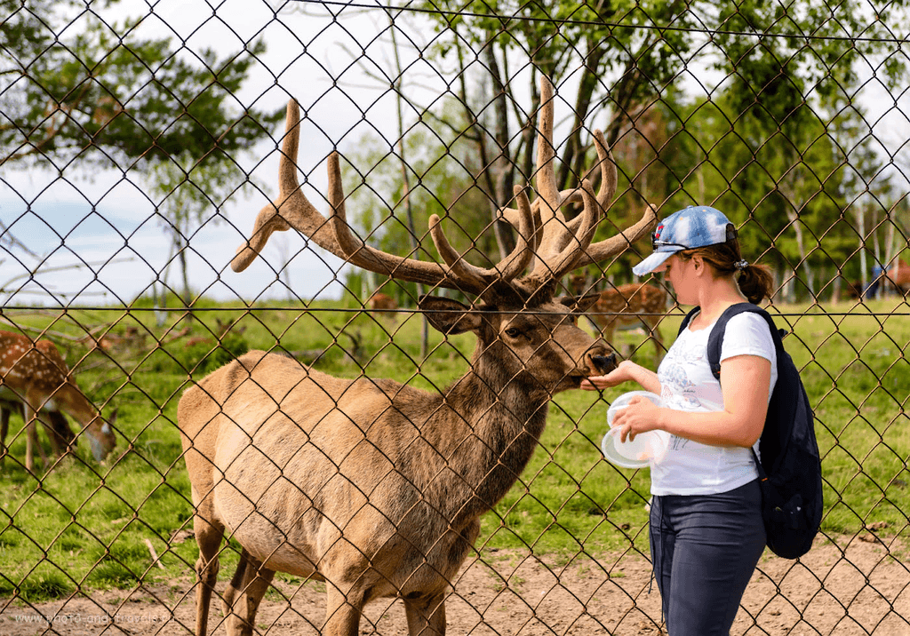 Оленья ферма — семейный тур на 1 день — photo 1 of 4